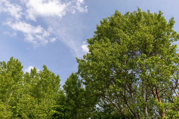 istock Trees growing on a hill in windy weather 1414738278