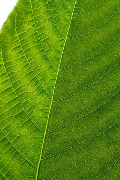 istock Green hazel leaf close up with yellow veins. Close up. 1414741665