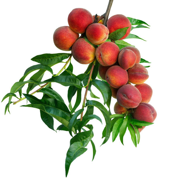 istock red peaches on branch isolated on white 1414742418