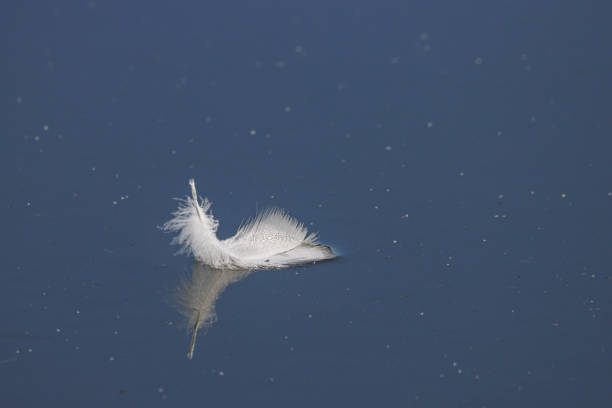 istock white feather floats on calm water 1414743602