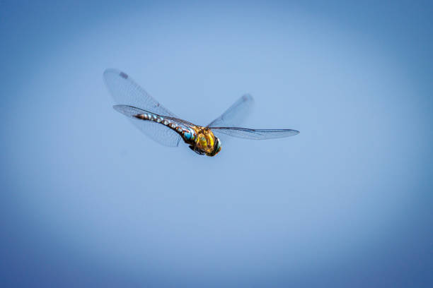 a close up of a large flying dragonfly