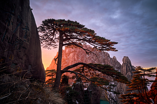 The Pine Greeting Guests (Welcoming-Guests Pine) at sunrise pink sunshine, Huangshan Mountain, China.