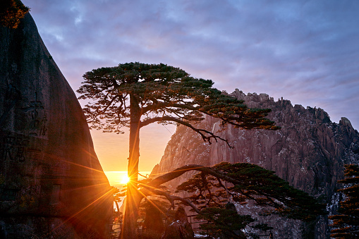 The Pine Greeting Guests (Welcoming-Guests Pine) at sunrise sunlight, Huangshan Mountain, China.