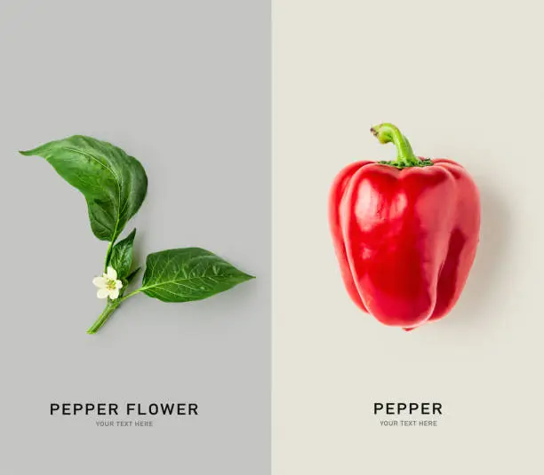 Red pepper with leaf and flower color card on gray background. Food, healthy eating and dieting concept. Fresh vegetable creative layout. Flat lay, top view. Design element