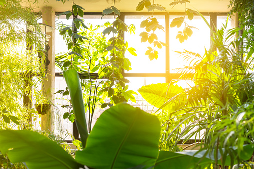 Winter Gardens with tropical plants on a fine sunny spring day, relaxing. High quality photo