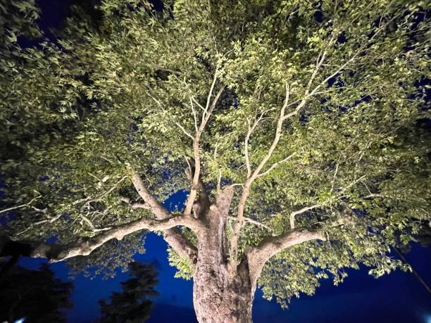 Yalova Historical Sycamore tree stock photo