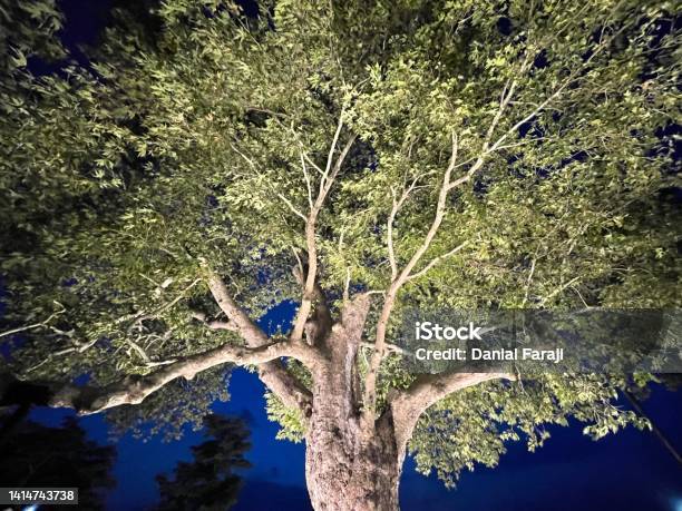 Yalova Historical Sycamore Tree Stock Photo - Download Image Now - Color Image, Environment, Forest