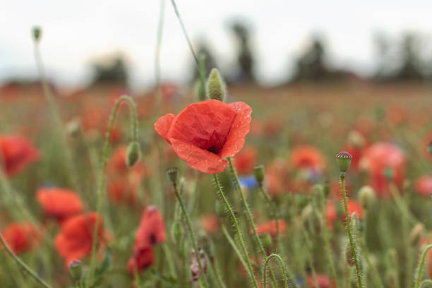 istock Wild landscapes in west Europe 1414744466