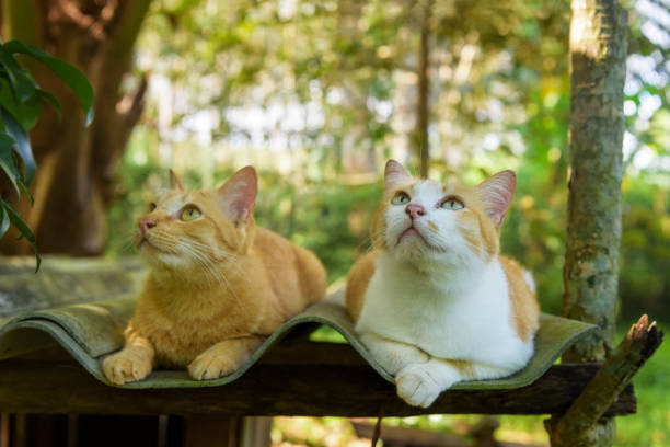 istock Cats watching watching birds on the roof 1414744608