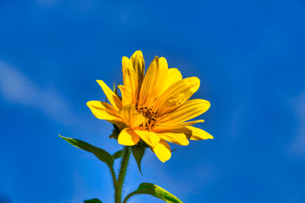 The blooming sunflower illuminated by the sun with a blue sky background