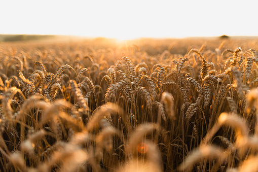 The field of golden ears of wheat at the sunset