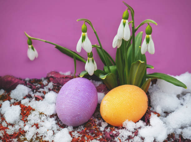 Flowering Galanthus (snowdrops) in early spring with two colored eggs