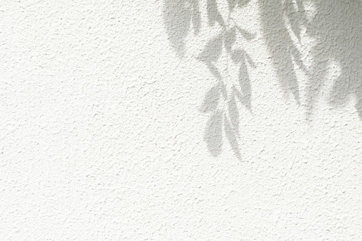 Gray shadow of leaves on a white wall