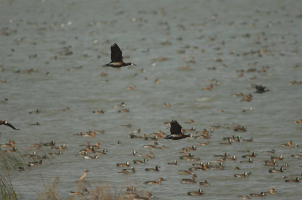 белолицые свистящие утки в полете. - white faced whistling duck стоковые фото и изображения