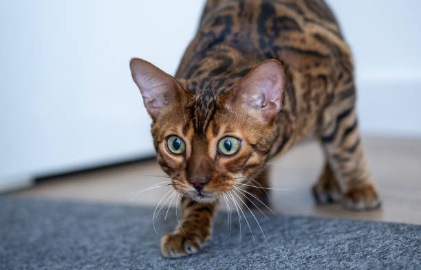 istock Domestic bengal cat 1414749317