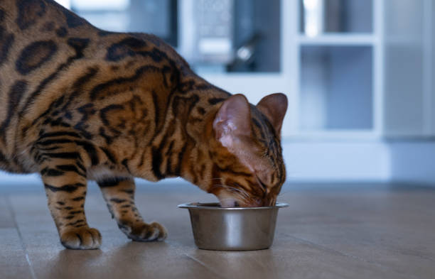 istock Cat eating from bowl on floor indoors, home interior 1414749318