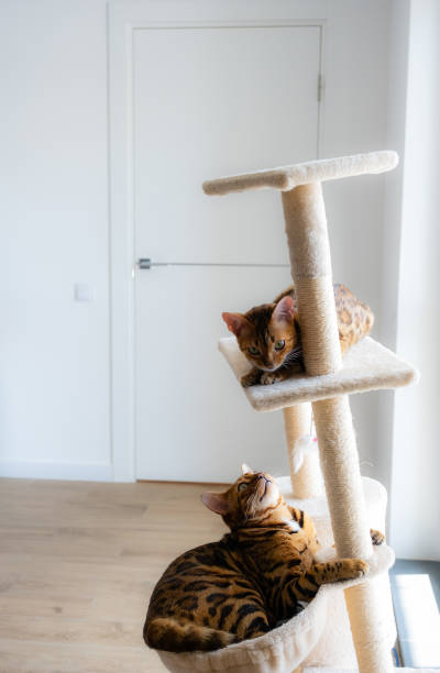 istock Domestic bengal cats on the tower for cats 1414749330