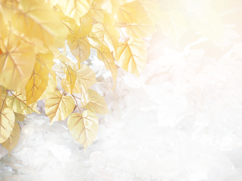 Golden Bodhi leaves at sunrise with white soft style for buddhism holiday background.