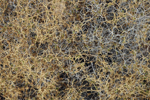 istock Background of nature 1414750414