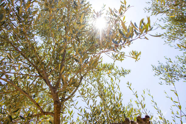 brightness or flash of the sun's rays passing through the branches of an olive tree stock photo