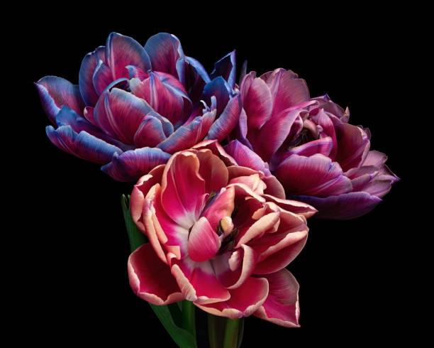 istock Three multicolor blooming tulips isolated on black background, elegant bouquet. 1414751204