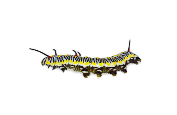 istock caterpillar insect isolated on white background 1414752711