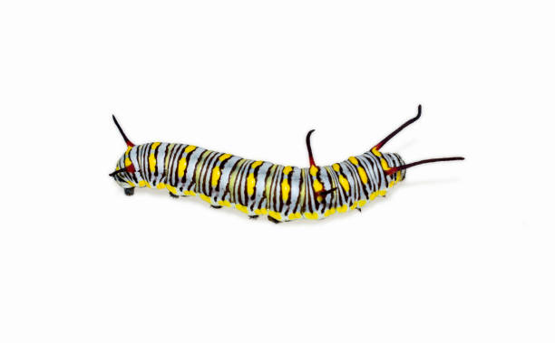 istock caterpillar insect isolated on white background 1414752712