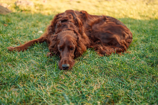 Unhappy red Irish Setter dog lying down in green grass with blurry background lying in the park on the grass