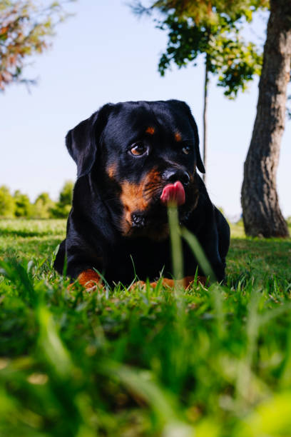 istock Low angle shot of a rottweiler stretched out on the grass. 1414754035