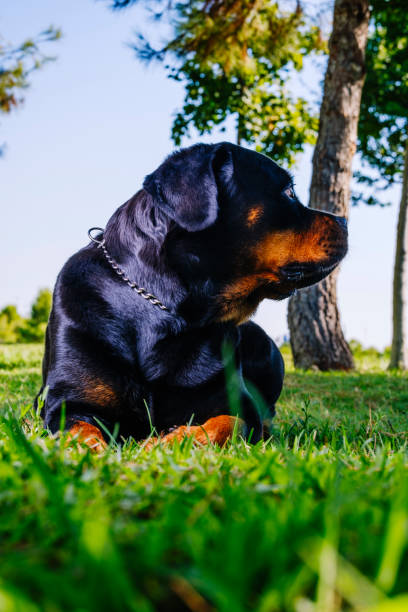 istock Low angle shot of a rottweiler stretched out on the grass. 1414754039