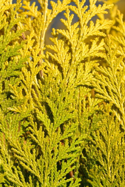 Lawsons Cypress Ivonne Lawsons Cypress Ivonne branch - Latin name - Chamaecyparis lawsoniana Ivonne port orford cedar stock pictures, royalty-free photos & images