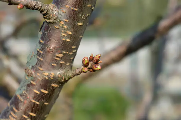 Sweet cherry branch with buds - Latin name - Prunus avium