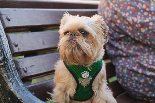 Brussels Griffon