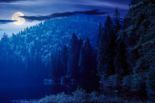istock wild lake among the coniferous forest at night 1414757149