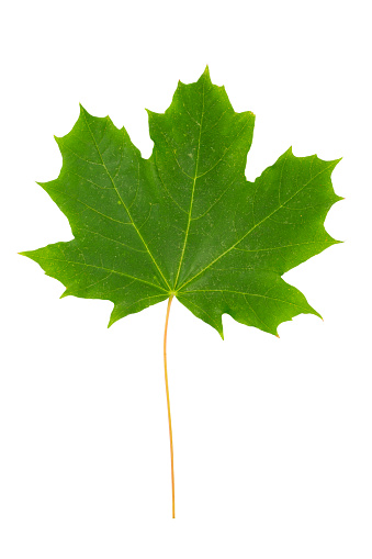 Green Maple Leaf as a spring and summer seasonal themed nature concept also an icon of the fall weather on an isolated white background. File contains clipping path.