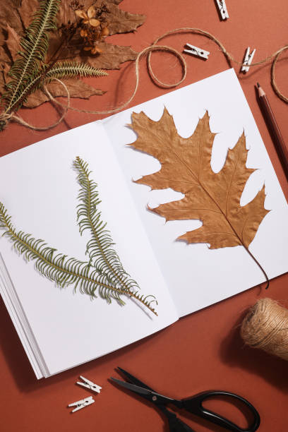 istock Dried pressed leaf on paper from notebook with pencil , scissors and twine on brown background. hobby, handmade , floral art and boho style concept 1414758603