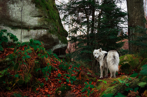 mountain forest wolf wild animal portrait in wet October autumn environment space north Europe in Scandinavian region