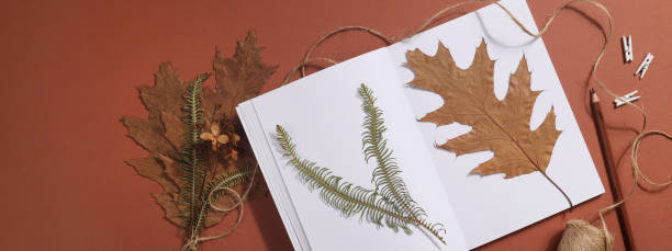 istock Dried pressed leaf on paper from notebook with pencil , scissors and twine on brown background. hobby, handmade , floral art and boho concept. banner 1414758784