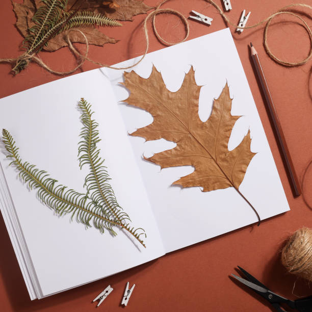 istock Dried pressed leaf on paper from notebook with pencil , scissors and twine on brown background. hobby, handmade , floral art and boho concept. square 1414758786