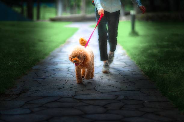 istock dog 356 Dog-walking 1414758854