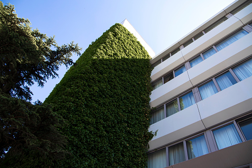 Ivy on hotel building exterior