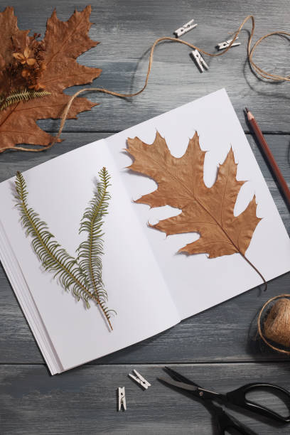 istock Dried pressed leaf on paper from notebook with pencil , scissors and twine on blue background. hobby, handmade , floral art and boho style concept 1414759559