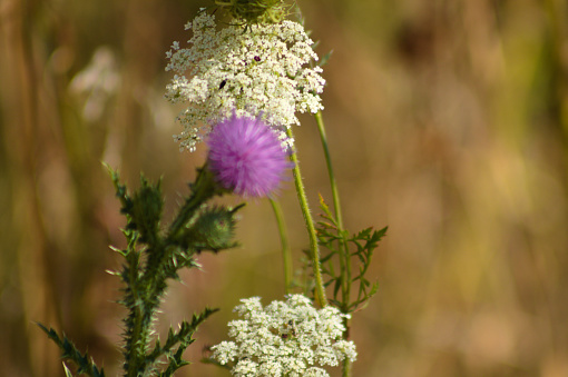 Close-up of wild carrot and spiny plumeless thistle with selective focus on background