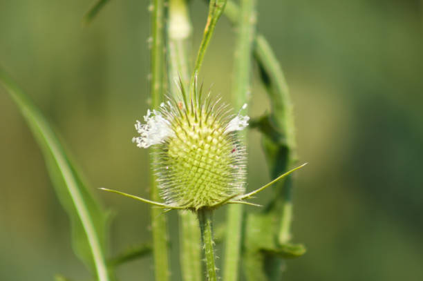istock Closeup of cutleaf teasel green seeds with soft green blurred background 1414759717
