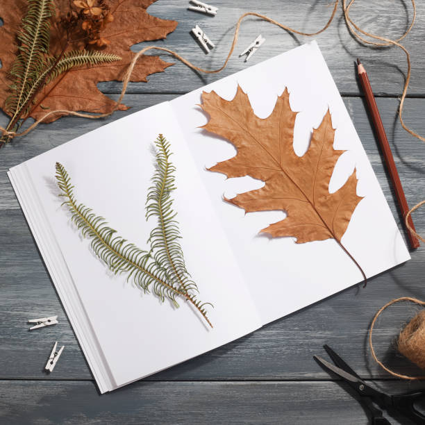 istock Dried pressed leaf on paper from notebook with pencil , scissors and twine on blue background. hobby, handmade , floral art and boho style concept 1414759741