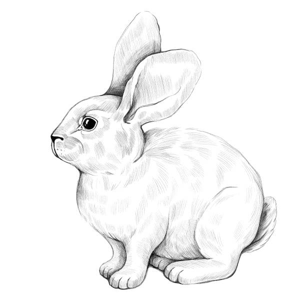 istock Hand drawn rabbit. Symbol of 2023. Pencil drawing on a white background. 1414759771