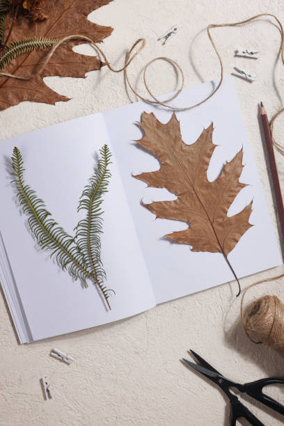 Dried pressed leaf on paper from notebook with pencil , scissors and twine on white background. hobby, handmade , floral art and boho style concept