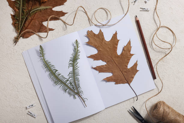 istock Dried pressed leaf on paper from notebook with pencil , scissors and twine on white background. hobby, handmade , floral art and boho style concept 1414759875