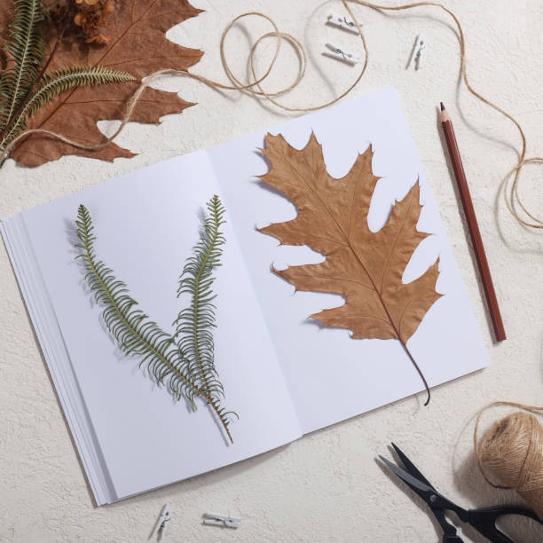 istock Dried pressed leaf on paper from notebook with pencil , scissors and twine on white background. hobby, handmade , floral art and boho concept square 1414760034