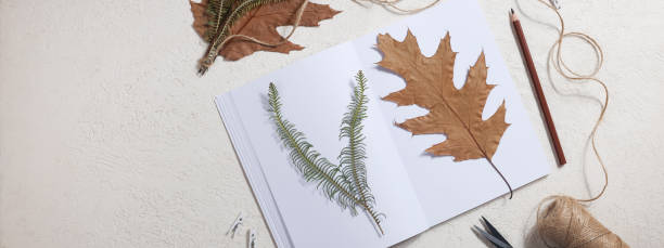 istock Dried pressed leaf on paper from notebook with pencil , scissors and twine on white background. hobby, handmade , floral art and boho concept banner 1414760124